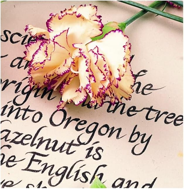 STAEDTLER 308 C2-9 Pigment Liner Black Chisel Tip 0.3-3.00 mm