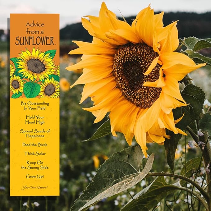 Advice from Nature 3 Bookmark Beauty Set, Laminated with Glossy Finish, Printed on Recycled Paper - Butterfly, Hummingbird, Sunflower (AMBM-BEAUTY)